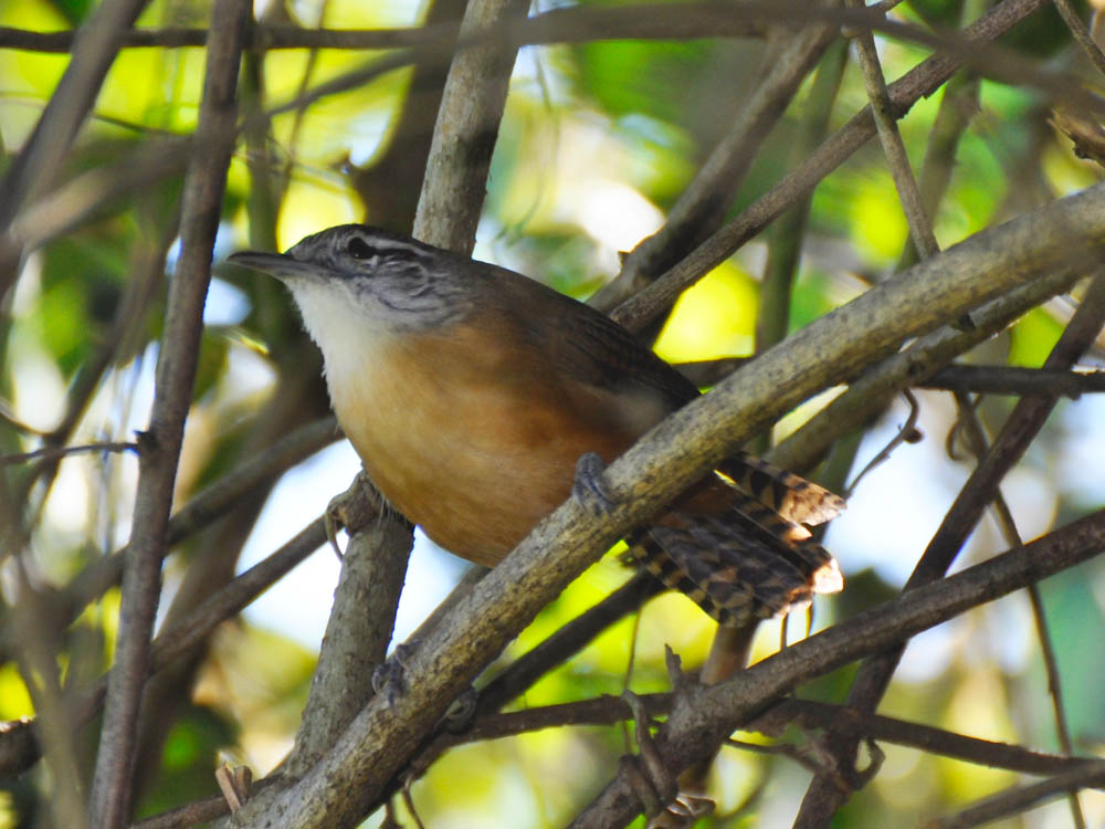 Papa-capim-cinzento - eBird