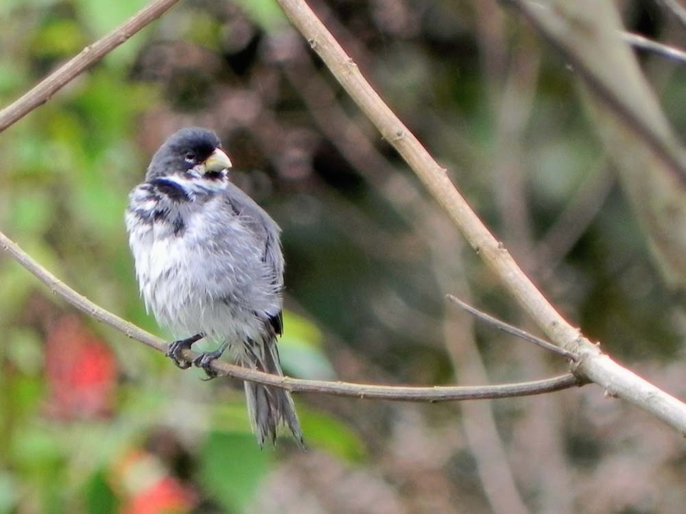 Sporophila caerulescens ( Coleirinha ou papa-capim ou Cole…