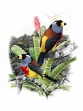 Toucan-Barbet-brettas