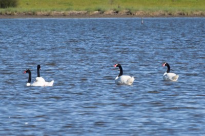 cisne2