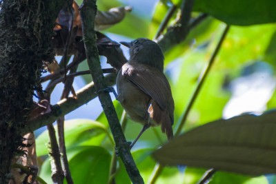 Choquinha-cinzenta - Myrmotherula unicolor -  Fêmea