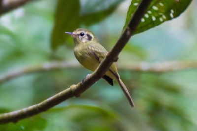 Não-pode-parar - Phylloscartes paulista