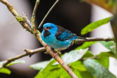 sai azul macho