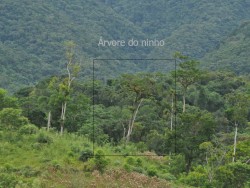 gaviao-de-penacho