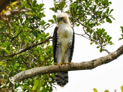 gaviao-de-penacho