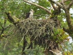 gaviao-de-penacho