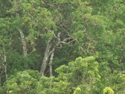 gaviao-de-penacho