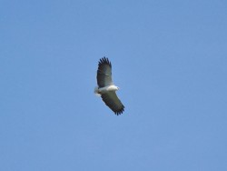 gaviao-pombo-grande