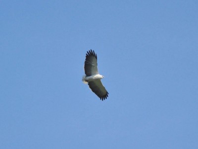 gaviao-pombo-grande