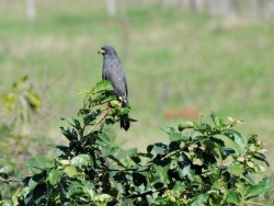Gavião-caramujeiro - Rostrhamus sociabilis