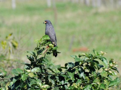 Gavião-caramujeiro - Rostrhamus sociabilis