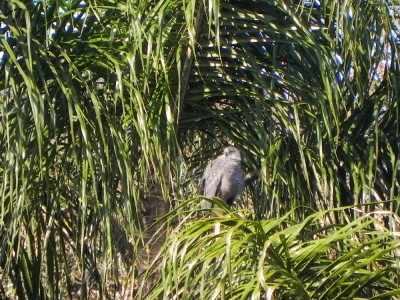 pernilongo3