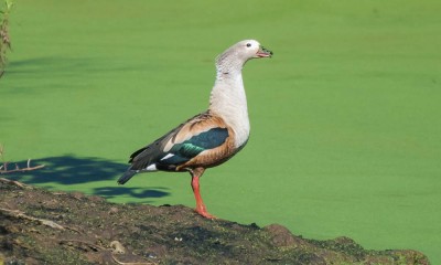 pato-corredor