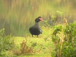 pato-do-mato