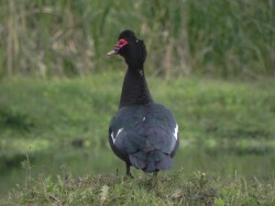 pato-do-mato