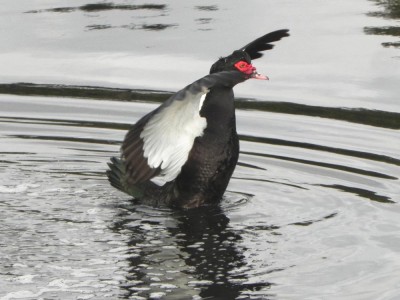 pato_do_mato