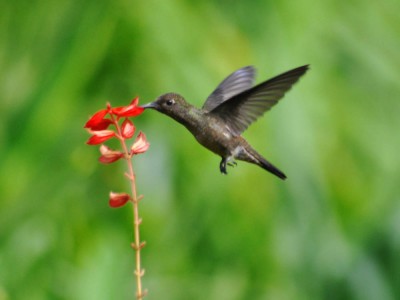beija-flor-cinza