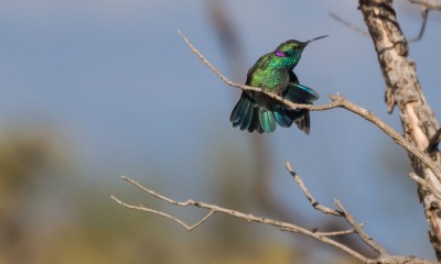 beija-flor-de-orelha-violeta