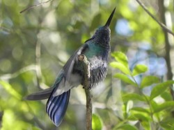 beija-flor-de-orelha-violeta