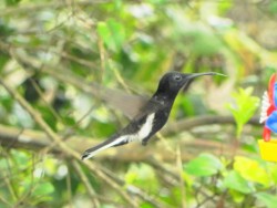 beija-flor-preto