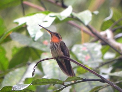 beija-flor-rajado