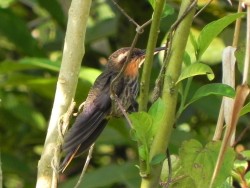 beija-flor-rajado