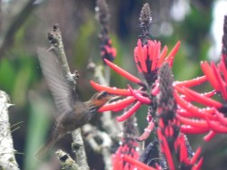 beija-flor-rajado