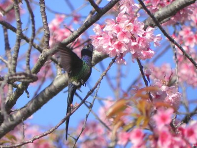 beija-flor-tesoura