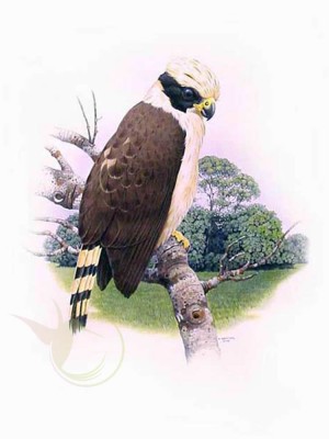 acua