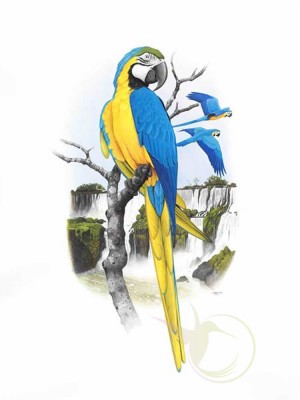 arara-canide