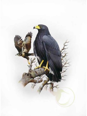 gaviao-preto