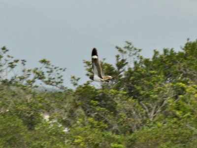 corucao