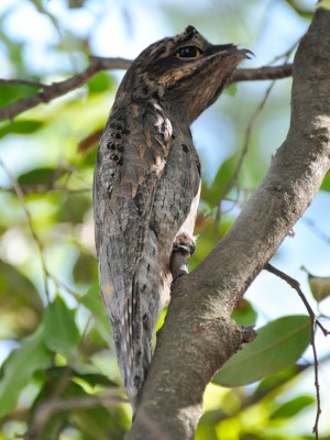 Mãe-da-lua - Nyctibius griseus - Neves Paulista-SP