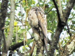 Mãe-da-lua - Nyctibius griseus