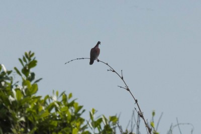 pomba-galega