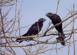 anu-preto