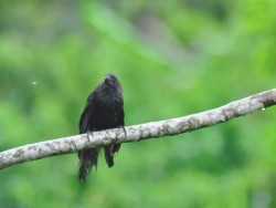 anu-preto