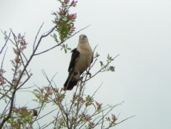 carrapateiro