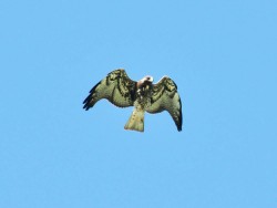 Gaviao-de-rabo-branco