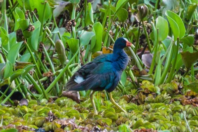 frango-azul