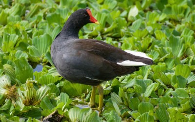 frango-comum