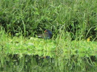 frango_dagua_azul