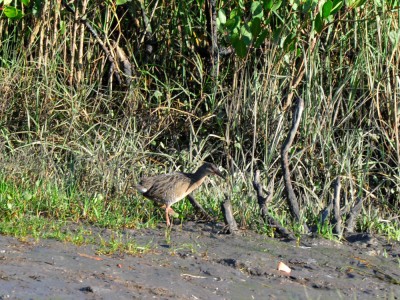 mangue2