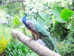 Pavão