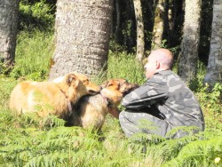 Reni e os Cães