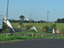 trevo