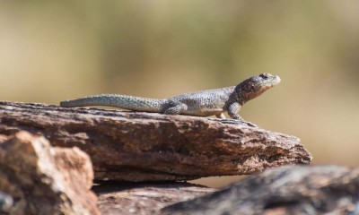 lagarto