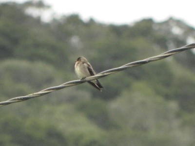 andorinha-serradora