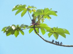 andorinha-serradora