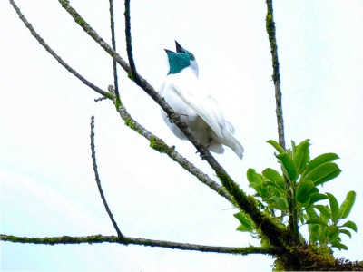 araponga